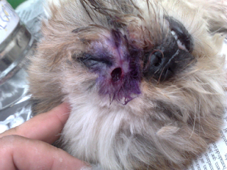 ¿Tiene sentido de mascotas vender algo para la infección ocular de mi cachorro?
